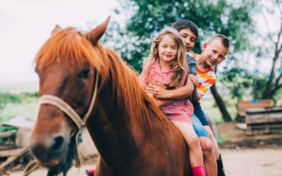 Cheval et poney : quelles différences ?